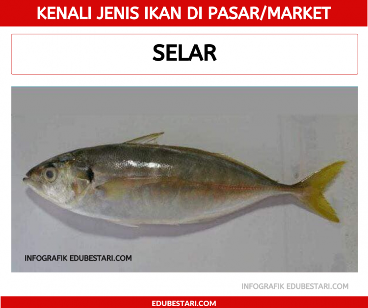 Kenali Jenis Ikan