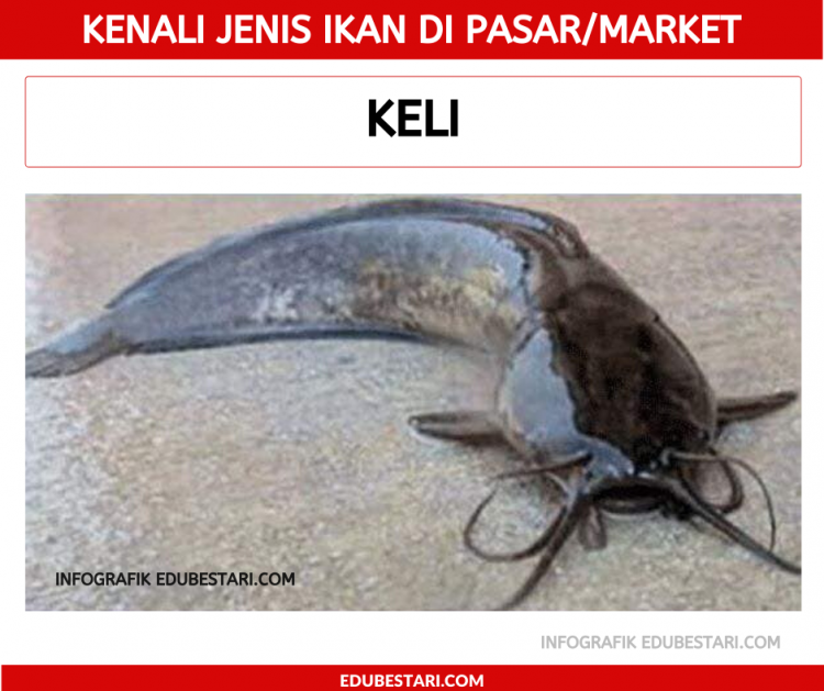 Jenis-jenis Ikan