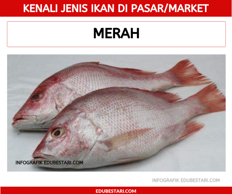 Jenis-jenis Ikan