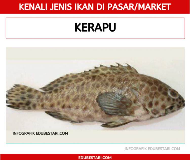 Jenis-jenis Ikan