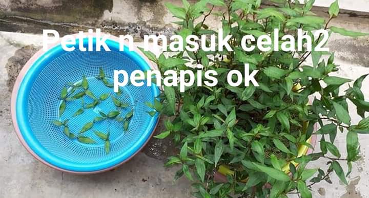 Cara Tanam Kesum Yang Paling Mudah Guna Keratan Batang Tanpa Tanah & Baja. 2 Minggu Dah Rimbun!