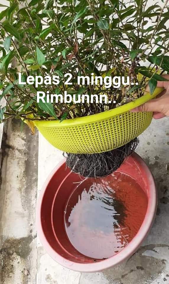 Cara Tanam Kesum Yang Paling Mudah Guna Keratan Batang Tanpa Tanah & Baja. 2 Minggu Dah Rimbun!
