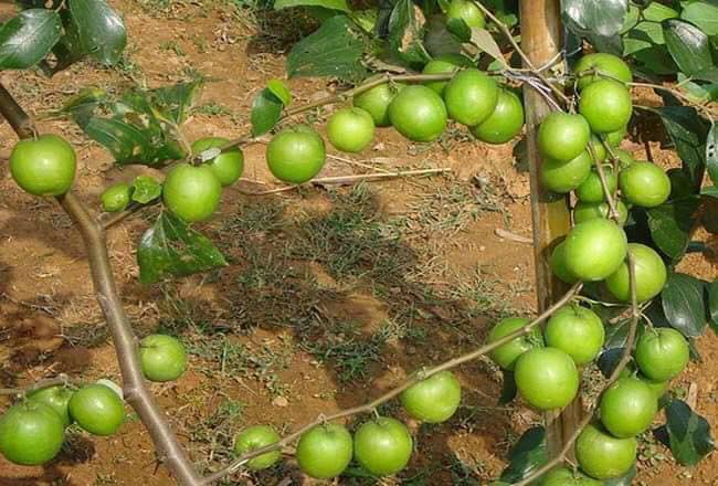 Petani Ini Kongsikan Rahsia Pokok Berbuah Lebat Hasil Jadikan Ajinomoto Sebagai Baja
