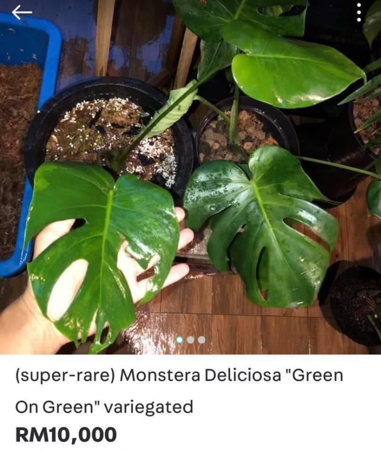 Jenis-jenis Keladi & Senarai Harga Terkini. Mahal Bersebab