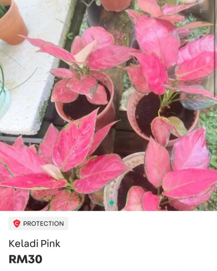Jenis-jenis Keladi & Senarai Harga Terkini. Mahal Bersebab