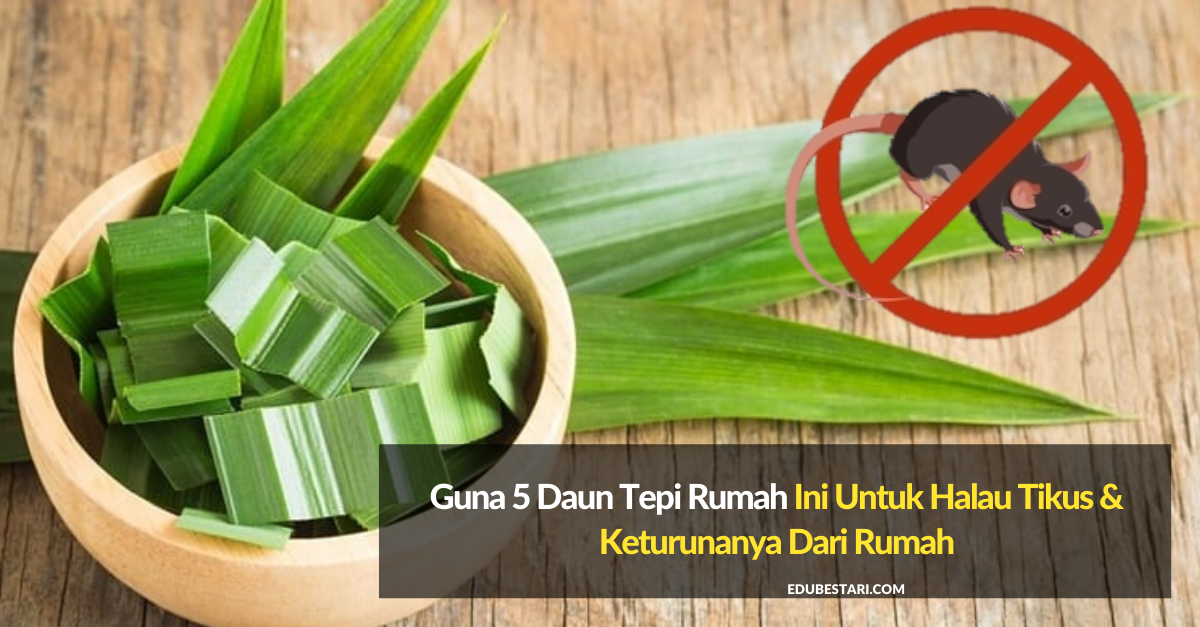 Guna 5 Daun Tepi Rumah Ini Untuk Halau Tikus & Keturunanya Dari Rumah