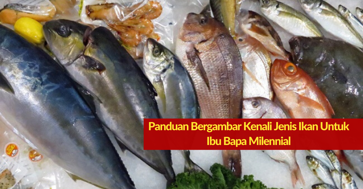 Panduan Bergambar Kenali Jenis Ikan Untuk Ibu Bapa, Nanti Mudah Nak Beli Kat Market