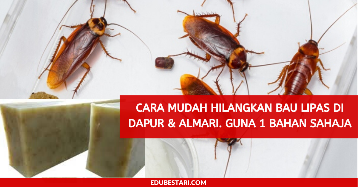 Cara Mudah Hilangkan Bau Lipas Di Dapur & Almari. Guna 1 Bahan Sahaja
