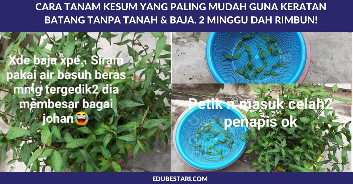 Cara Tanam Kesum Yang Paling Mudah Guna Keratan Batang Tanpa Tanah & Baja. 2 Minggu Dah Rimbun!
