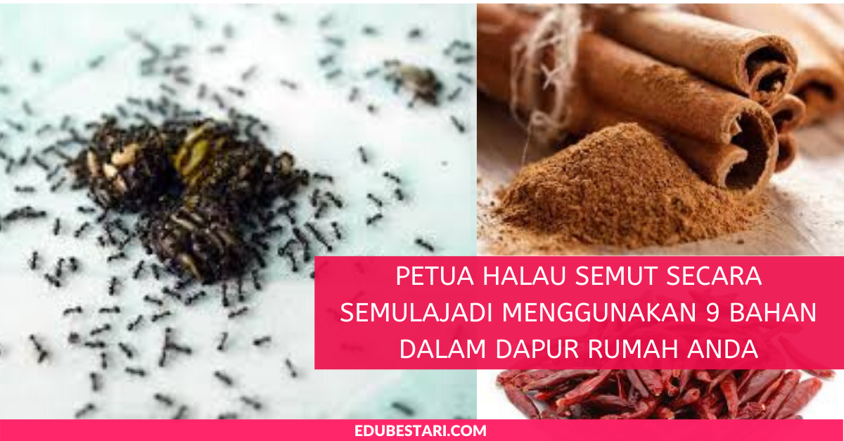 Petua Halau Semut Secara Semulajadi Menggunakan 9 Bahan Dalam Dapur Rumah Anda