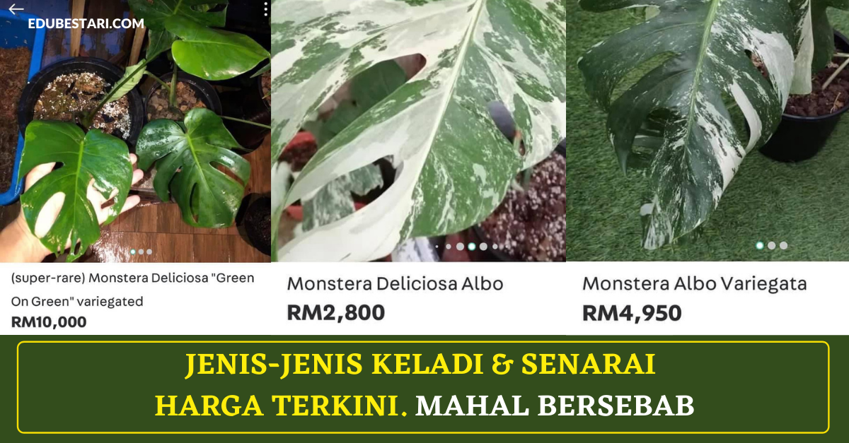 Jenis-jenis Keladi & Senarai Harga Terkini. Mahal Bersebab