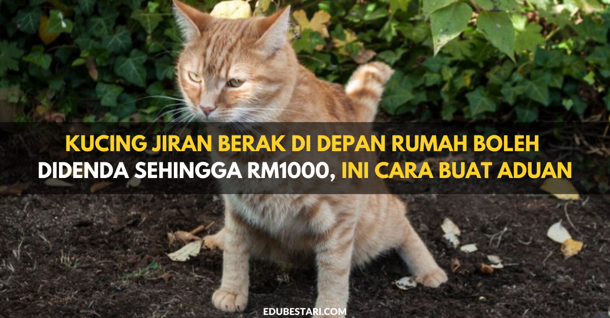 Kucing Jiran Berak Di Depan Rumah Boleh Didenda Sehingga RM1000, Ini Cara Buat Aduan